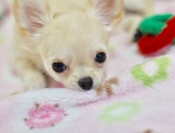 チワワ(ロング)【群馬県・男の子・2016年10月1日・クリーム】の写真「ちょっとタレ目の可愛いボクちゃん♪」