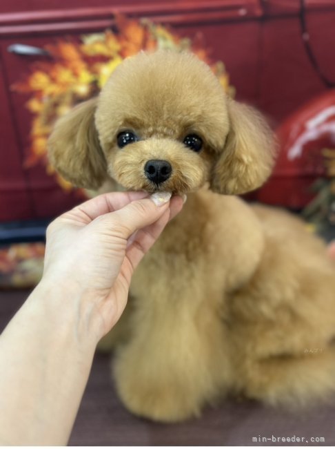 窪木　直美(くぼき　なおみ)ブリーダー(茨城県・トイプードル・JKC登録)の紹介写真6