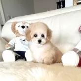ティーカッププードル