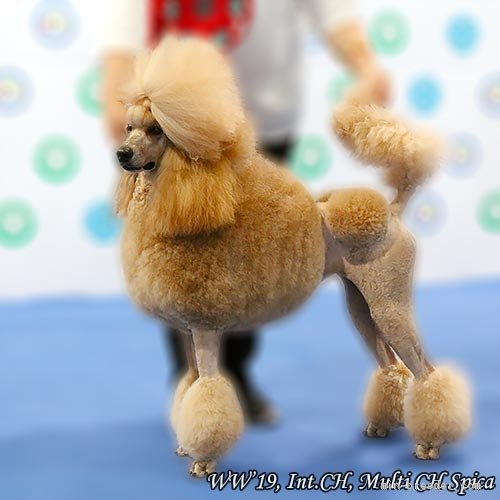 ザミロワアンナブリーダー