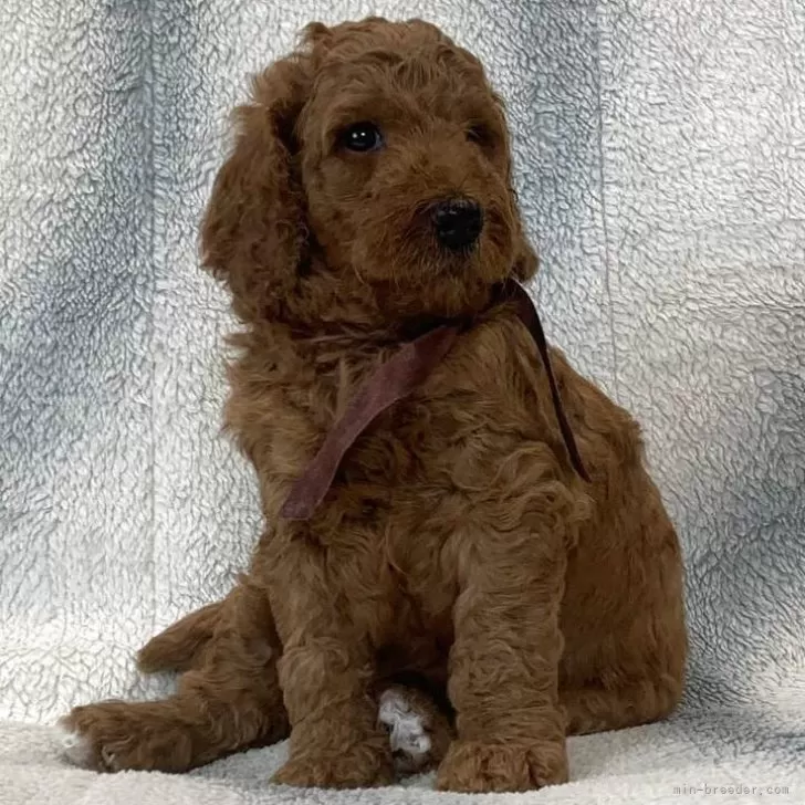 A.M 様のお迎えした子犬