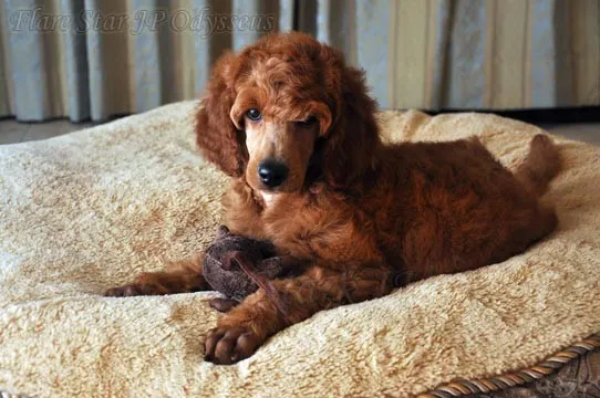 ID：1208-00502の子犬