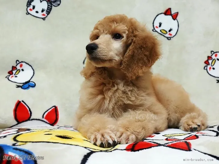 シャーロット 様のお迎えした子犬
