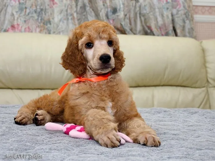 Tina 様のお迎えした子犬
