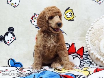 スタンダードプードル【福岡県・女の子・2019年6月24日・アプリコット】の写真「※豊富な毛の牝の子※」