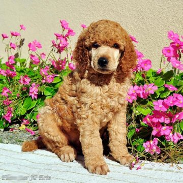 スタンダードプードル【福岡県・男の子・2018年9月22日・アプリコット】の写真「兄妹と仲良く、楽しく遊んでいます。」