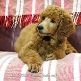 スタンダードプードル【福岡県・男の子・2024年5月15日・レッド】の写真1「顔や毛色の綺麗な子です。」