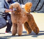 スタンダードプードル【・女の子・2021年3月3日・アプリコット】「ドッグショーのデビュー」