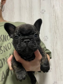 フレンチブルドッグ【大分県・男の子・2021年7月6日・ブリンドル】の写真「父親は外産レッドフォーン22ヶ国チャンピオン直子」