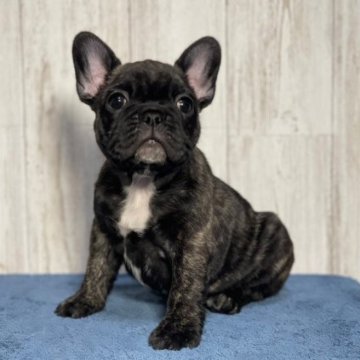 フレンチブルドッグ【大分県・女の子・2023年3月28日・ブリンドル】の写真「両親外産チャンピオンです。」