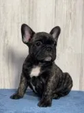 フレンチブルドッグ【大分県・女の子・2023年3月28日・ブリンドル】の写真2