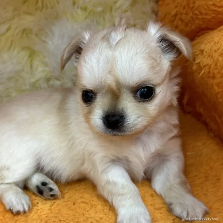 ID：2503-02559の子犬