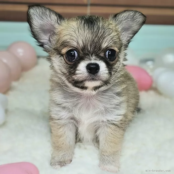 ID：2501-03817の子犬