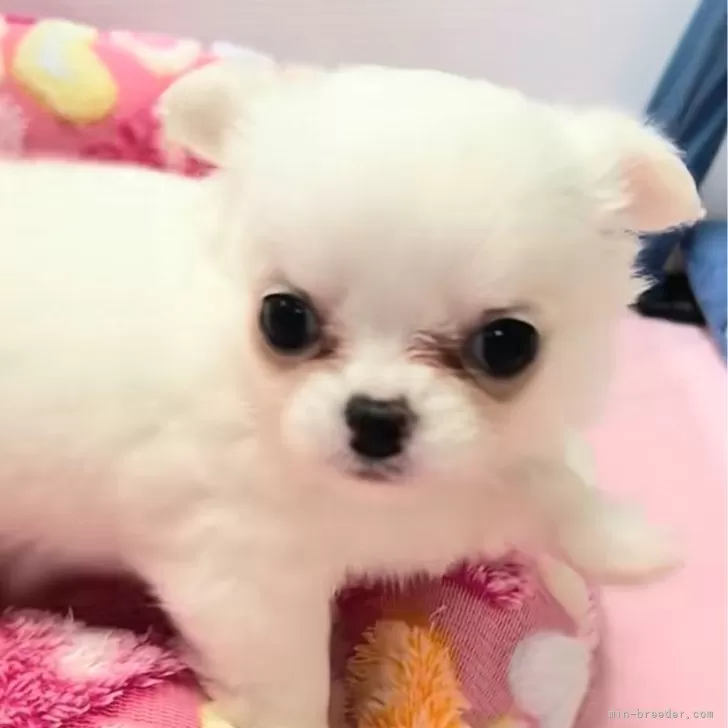 ID：2603-04374の子犬