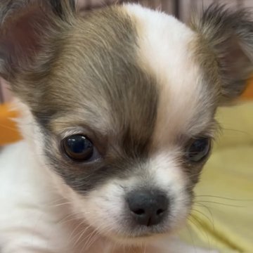 チワワ(ロング)【神奈川県・男の子・2025年9月9日・レッドスポテッドオンホワイト】の写真「優良血統ベビー✨牛柄模様」