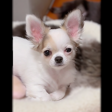 チワワ(ロング)【神奈川県・男の子・2025年9月9日・レッドスポテッドオンホワイト】の写真「優良血統ベビー✨牛柄模様」