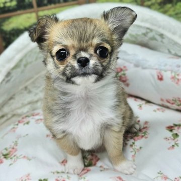 チワワ(ロング)【神奈川県・女の子・2024年10月14日・レッド&ホワイト】の写真「両親チャンピオン」