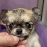 チワワ(ロング)