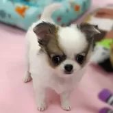 チワワ(ロング)