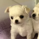 チワワ(ロング)