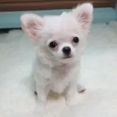 チワワ(ロング)