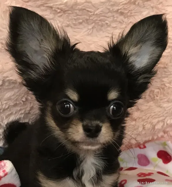 カイ 様のお迎えした子犬