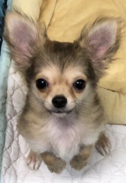 チワワ(ロング)【神奈川県・男の子・2018年7月1日・レッド】の写真「父アメリカチャンピオン 母小さな可愛い子です」