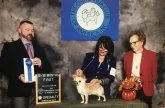 チワワ(ロング)【神奈川県・男の子・2018年10月13日・ファウン&ホワイト】の写真4「パパのマース アメリカチャンピオン🇺🇸」