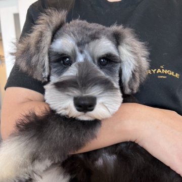 ミニチュアシュナウザー【埼玉県・男の子・2025年6月15日・ブラック&シルバー】の写真「可愛い男の子」