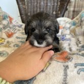 ミニチュアシュナウザー