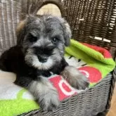 ミニチュアシュナウザー【埼玉県・男の子・2025年9月26日・ソルト&ペッパー】の写真3