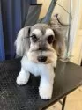 ミニチュアシュナウザー【埼玉県・男の子・2025年6月15日・ブラック&シルバー】の写真6「母犬」