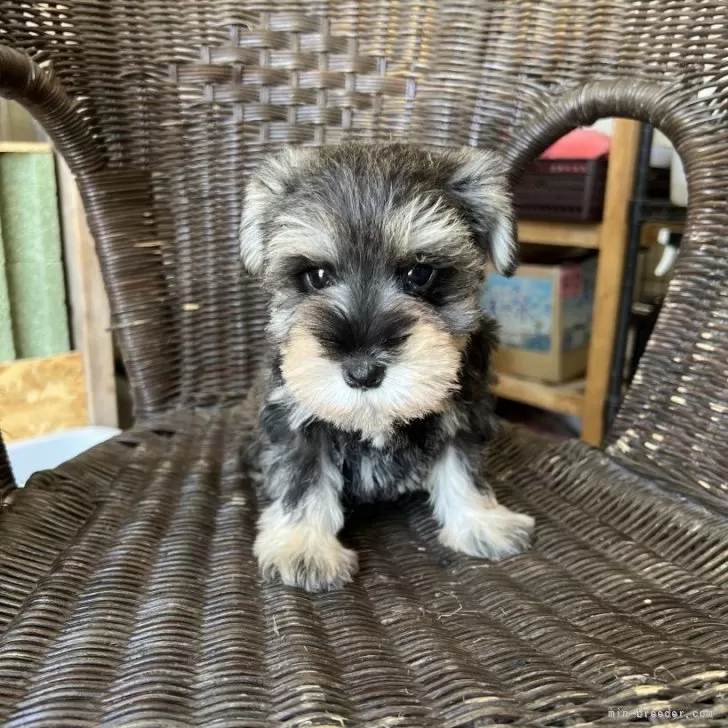 Ey 様のお迎えした子犬