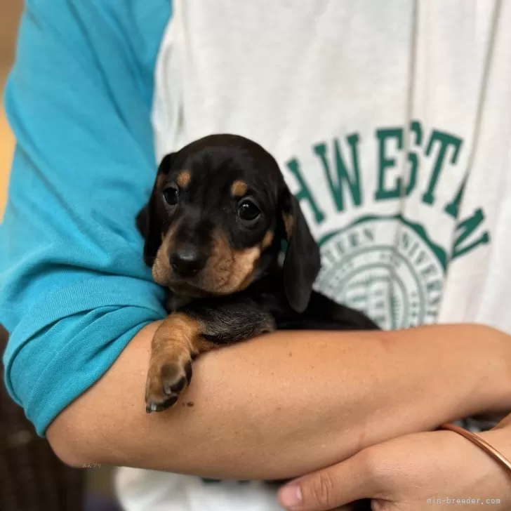K 様のお迎えした子犬