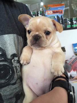 フレンチブルドッグ【埼玉県・女の子・2016年2月24日・クリーム(両親ブリンドル)】の写真「」