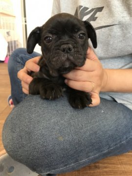 フレンチブルドッグ【埼玉県・女の子・2018年6月23日・ブリンドル】の写真「可愛らしい女の子です。」