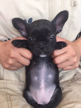 フレンチブルドッグ【埼玉県・女の子・2016年6月11日・ブリンドル】の写真「」