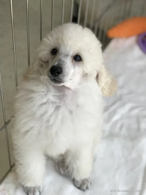 ID：2107-01388の子犬