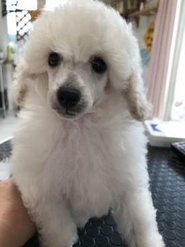 ミニチュアプードル【静岡県・男の子・2021年5月12日・ホワイト】の写真「陽気で元気な男の子。」