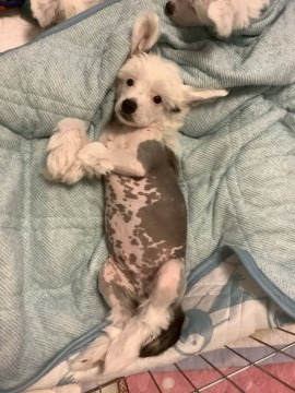 チャイニーズ・クレステッド・ドッグ【静岡県・男の子・2020年4月19日・ホワイト&ブラウン】の写真「お父さんそっくり。性格良好、甘え上手な男の子です。」