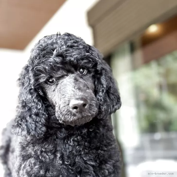 ID：2504-00023の子犬