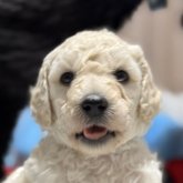 スタンダードプードル