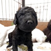 スタンダードプードル