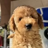 ミディアムプードル