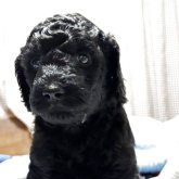 スタンダードプードル