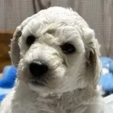 スタンダードプードル