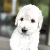 スタンダードプードル