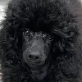 ミディアムプードル