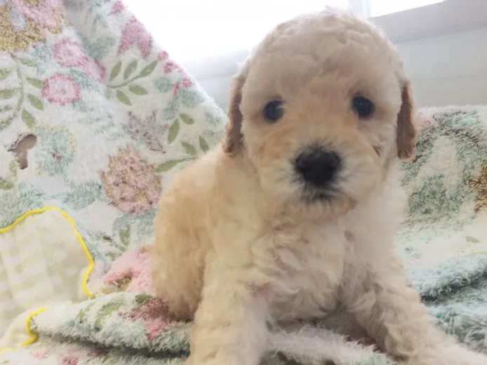 ID：1501-00815の子犬