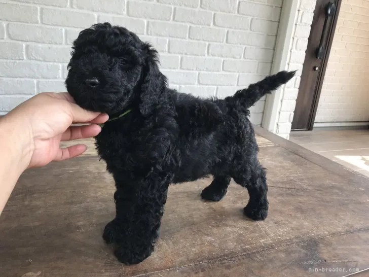 ID:1907-01672の子犬